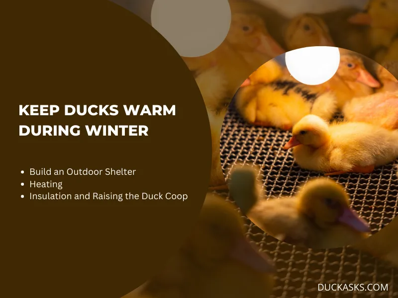 How to Keep Ducks Warm During Winter