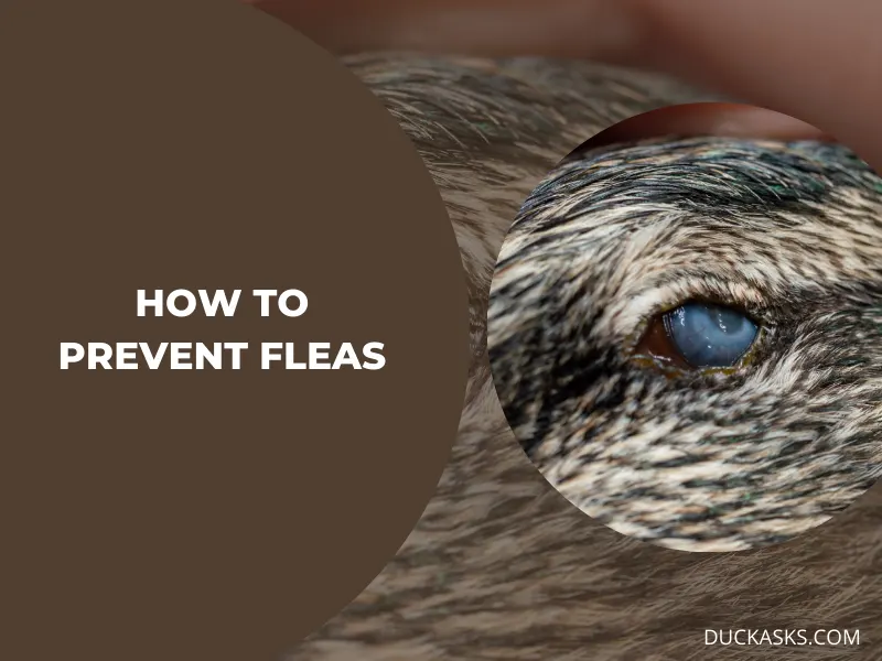 How to Prevent Fleas