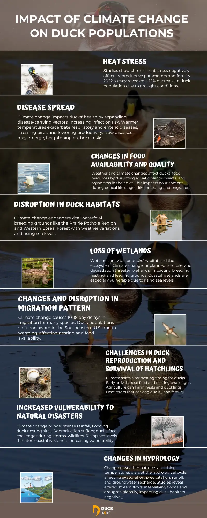 Impact of Climate Change on Duck Populations