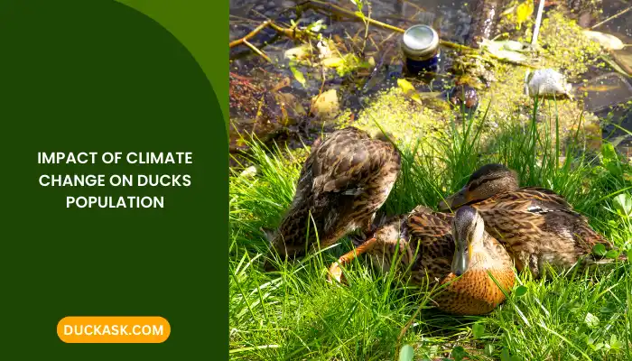 Impact of Climate Change on Ducks Population