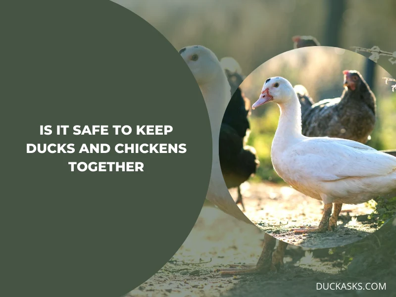 Is It Safe to Keep Ducks and Chickens Together