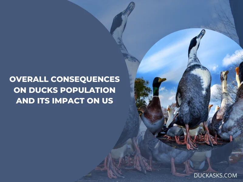 Overall Consequences on Ducks Population and Its Impact on Us