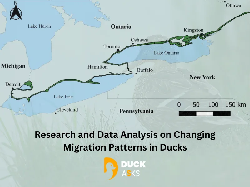 Research and Data Analysis on Changing Migration Patterns in Ducks