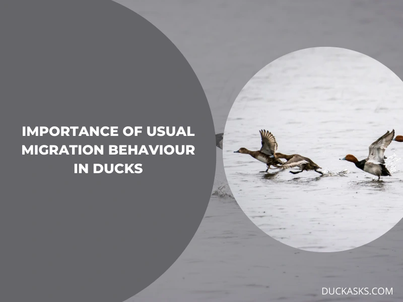 Usual Migration Behavior in Ducks_ Why It Is Important