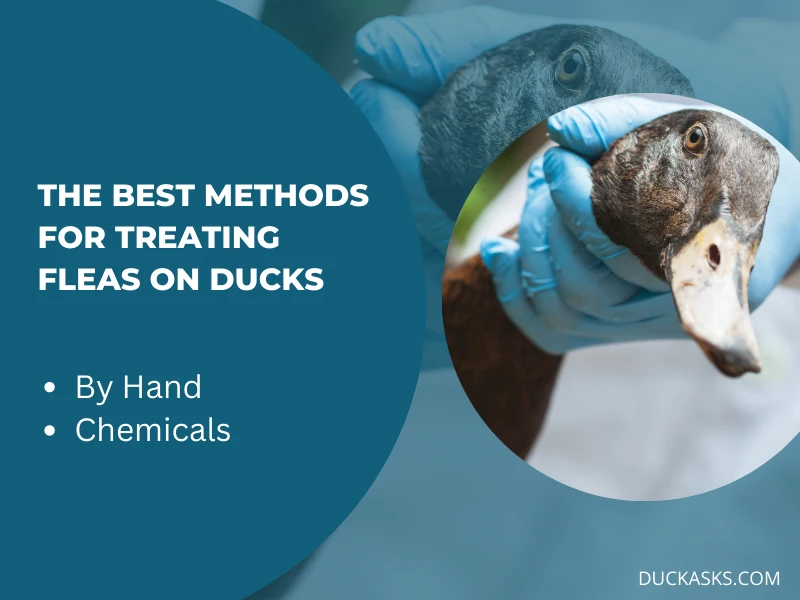 What Are the Best Methods for Treating Fleas on Ducks