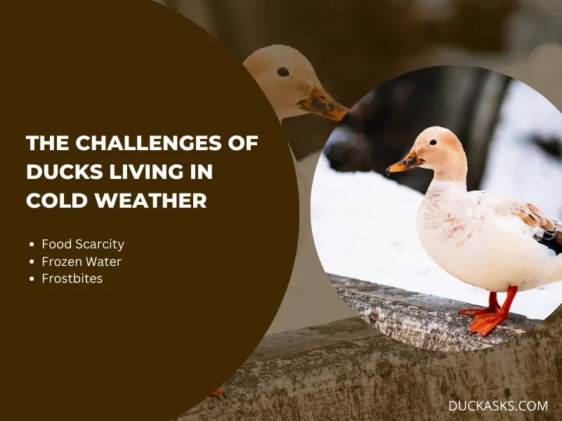 What Are the Challenges of Ducks Living in Cold Weather