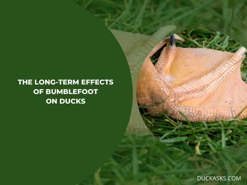 What Are the Long-Term Effects of Bumblefoot on Ducks