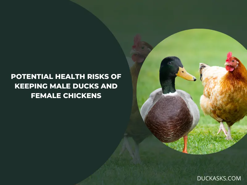 What Are the Potential Health Risks When Keeping Male Ducks Female Chickens