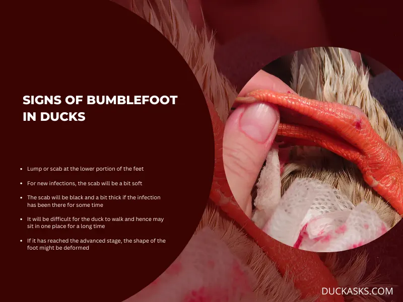 What Are the Signs of Bumblefoot in Ducks