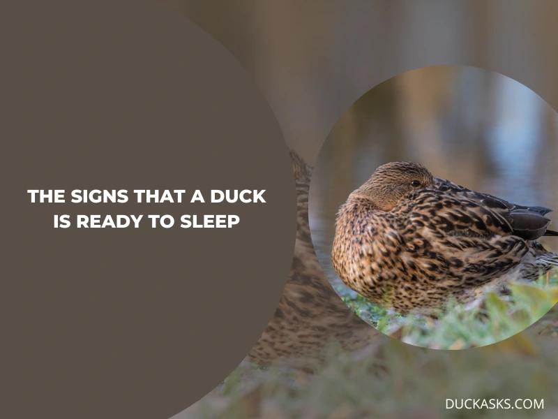 What Are the Signs that a Duck Is Ready to Sleep