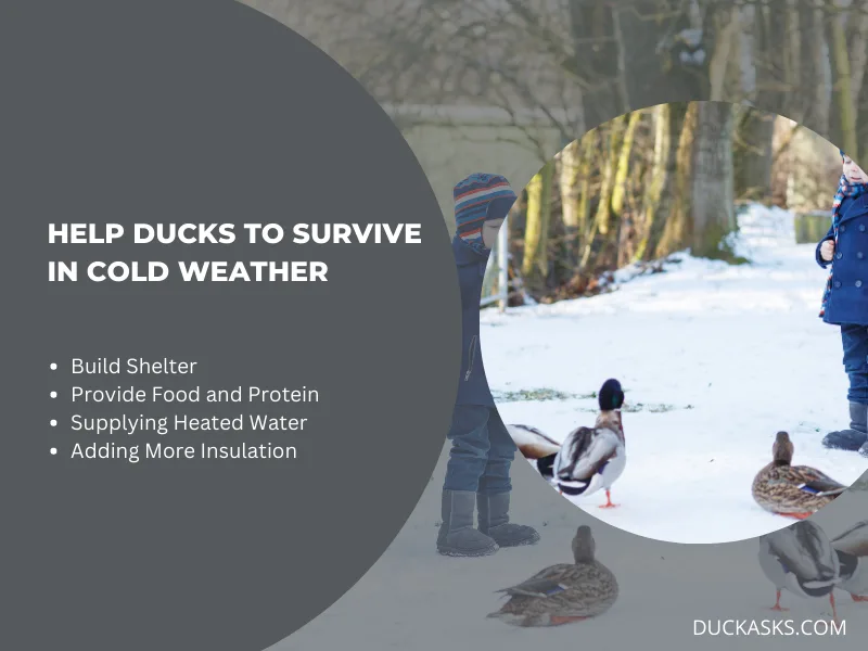 What Can We Do to Help Ducks Survive in Cold Weather