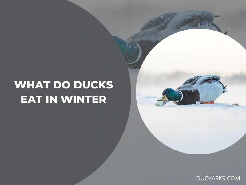 What Do Ducks Eat in the Winter