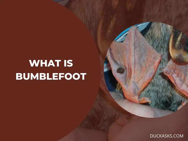 What Is Bumblefoot