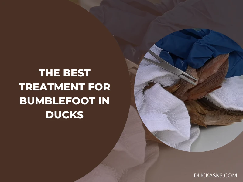 What Is the Best Treatment for Bumblefoot in Ducks