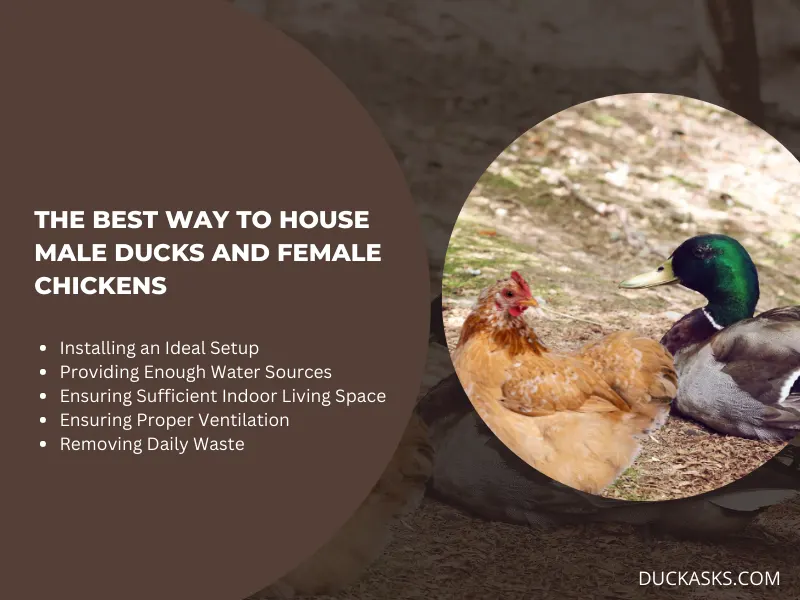 What Is the Best Way to House Male Ducks and Female Chickens