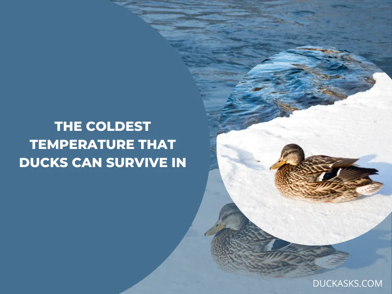 Can Ducks Live In Cold Weather? Duck Asks