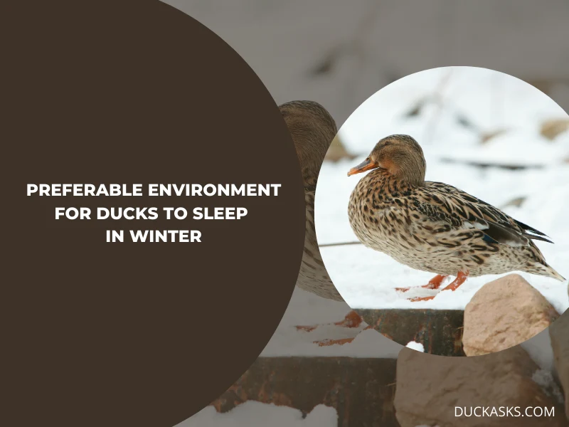 What Kind of Environment Do Ducks Prefer to Sleep in During the Winter