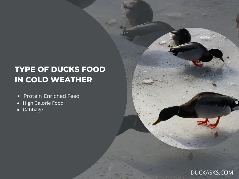 What Type of Food Do Ducks Need During Cold Weather