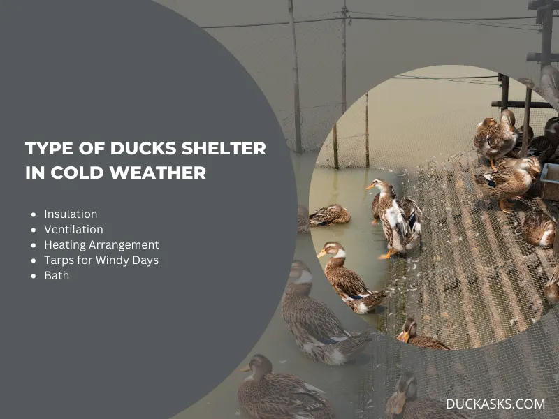 What Type of Shelter Do Ducks Need in Cold Weather