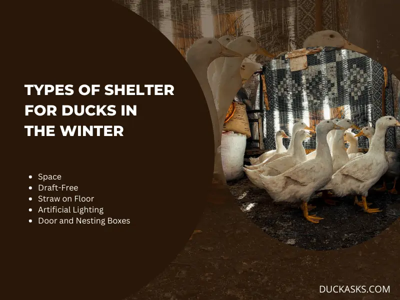 What Type of Shelter Do Ducks Need in the Winter