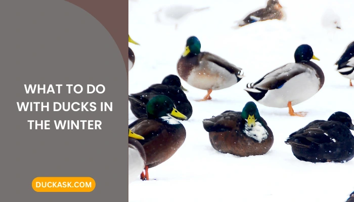 What to Do with Ducks in the Winter?