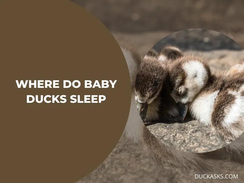 Where Do Baby Ducks Sleep