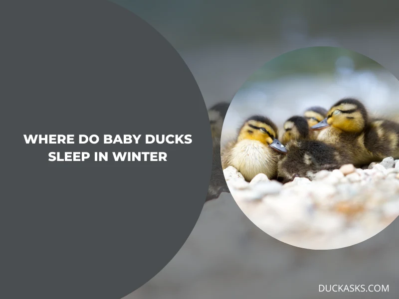 Where Do Baby Ducks Sleep in Winter