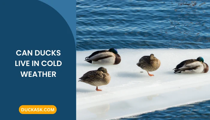 Where Do Ducks Sleep in the Winter?