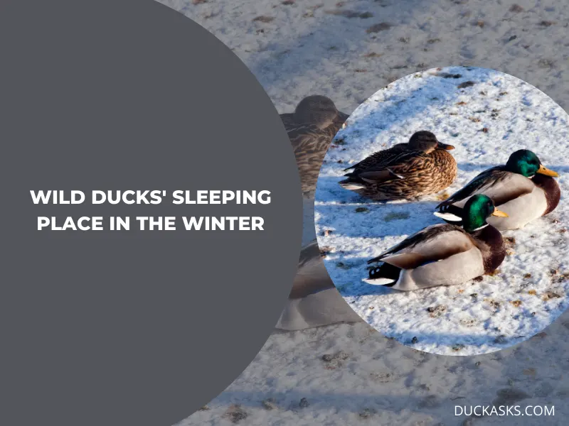 Where Do Wild Ducks Sleep in the Winter