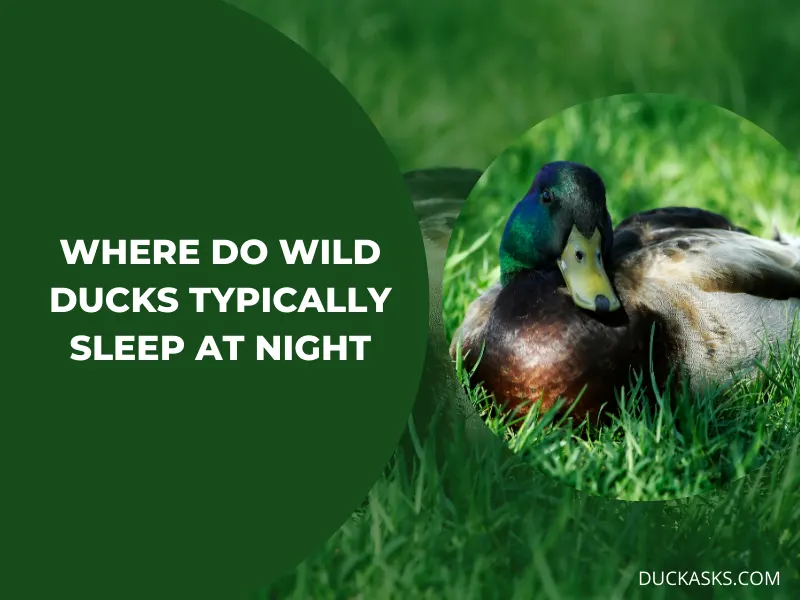 Where Do Wild Ducks Typically Sleep at Night