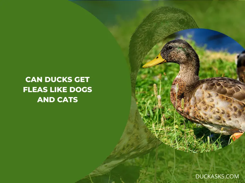 Can Ducks Get Fleas Like Dogs and Cats