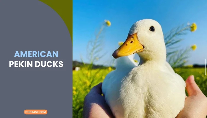 American Pekin Duck: Characteristics And Behaviors