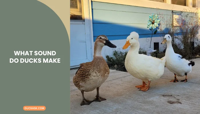 What Sound Do Ducks Make?