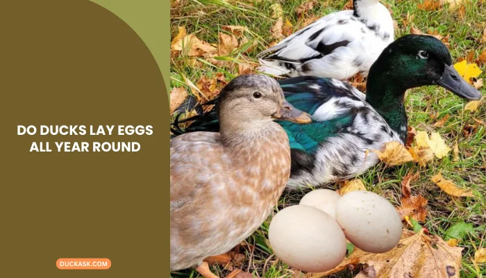 Do Ducks Lay Eggs All Year Round?