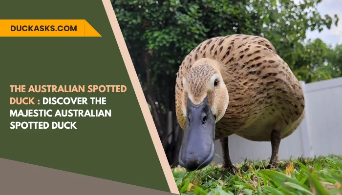 The Australian Spotted Duck Discover the Majestic Australian Spotted Duck