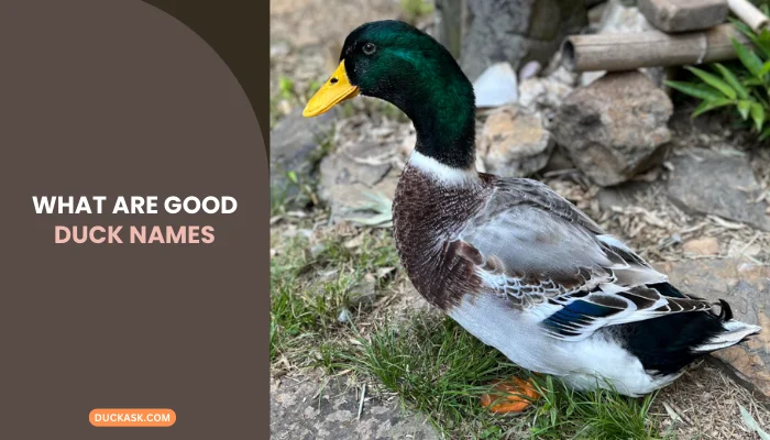 What Are Good Duck Names?