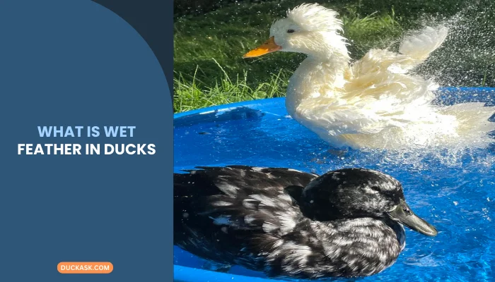 What Is Wet Feather in Ducks?