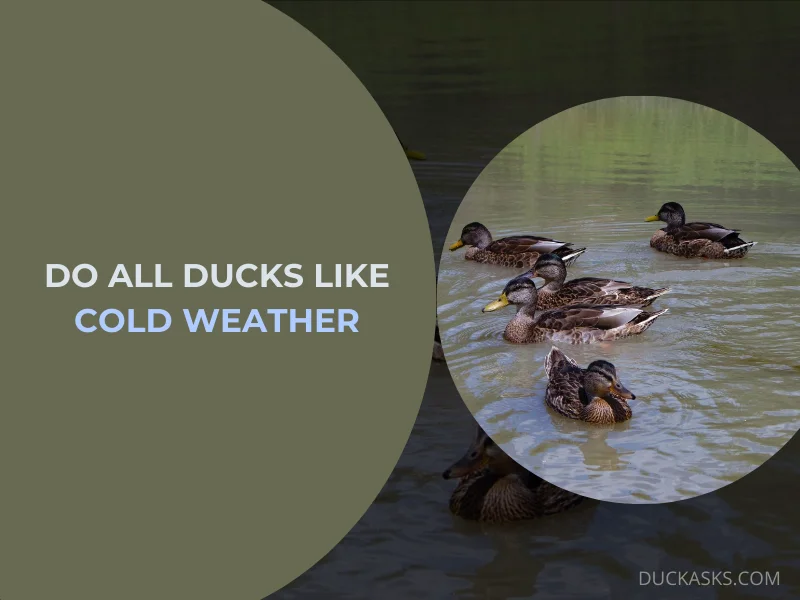 Do All Ducks Like Cold Weather