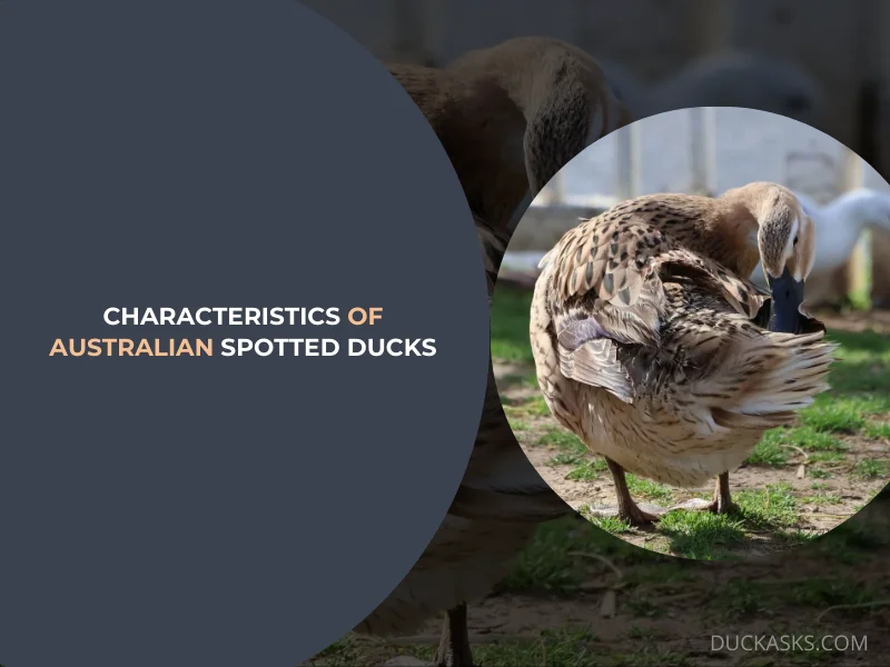 General Characteristics and Appearance of Australian Spotted Ducks