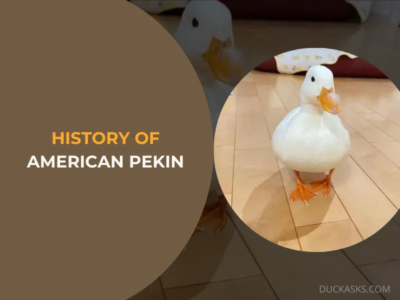 History Of American Pekin