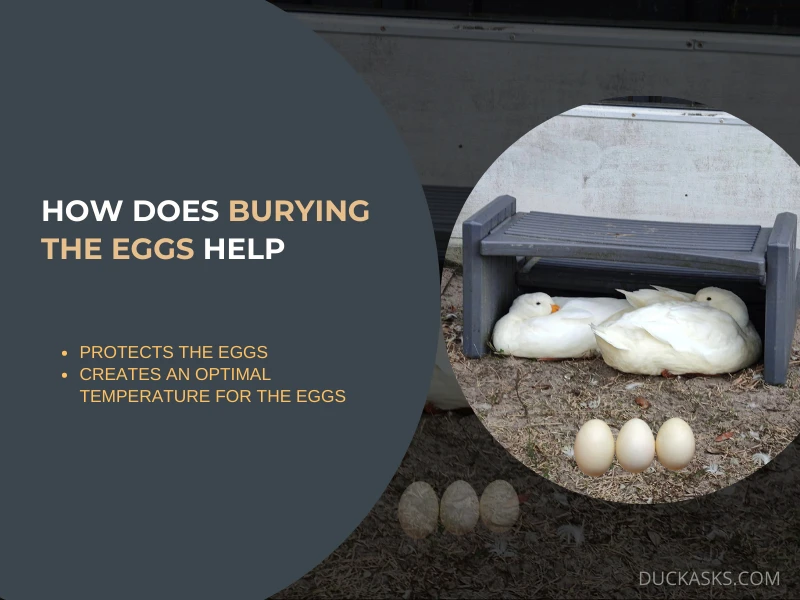 How Does Burying the Eggs Help