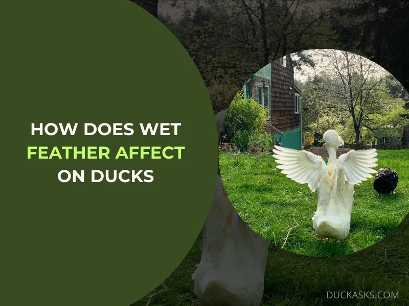 How Does Wet Feather Affect on Ducks