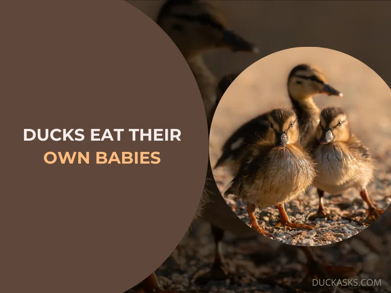 Is It True that Ducks Sometimes Eat Their Own Babies