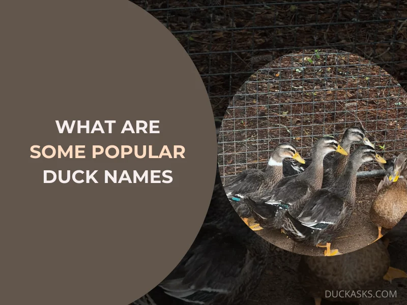 What Are Some Popular Duck Names