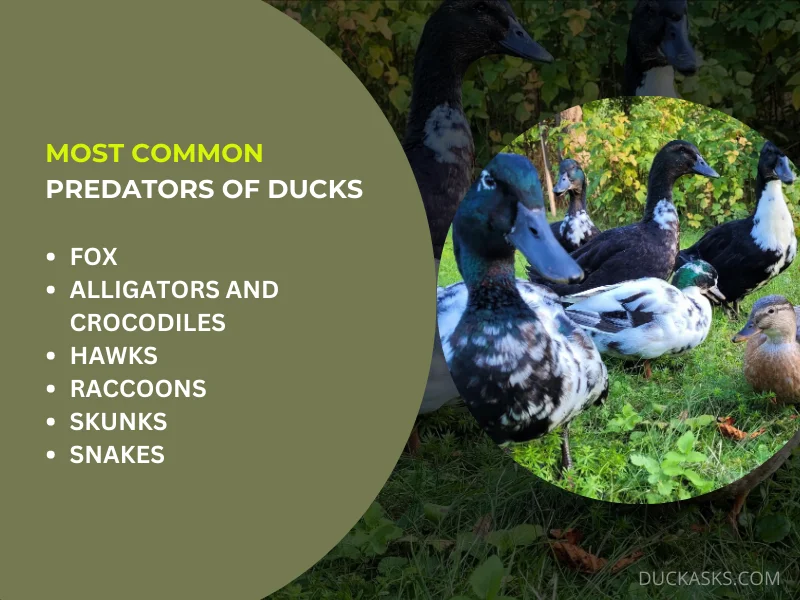 What Are the Most Common Predators of Ducks