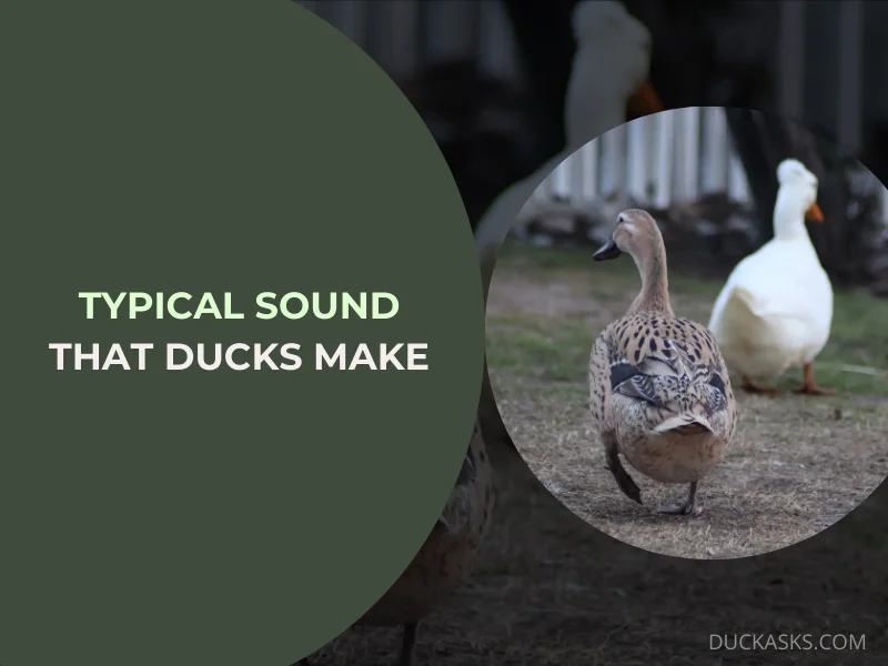 What Is the Typical Sound that Ducks Make