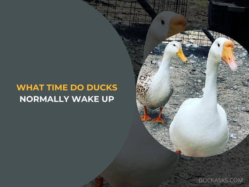 What Time Do Ducks Normally Wake Up