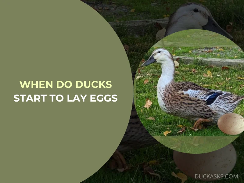 When Do Ducks Start to Lay Eggs