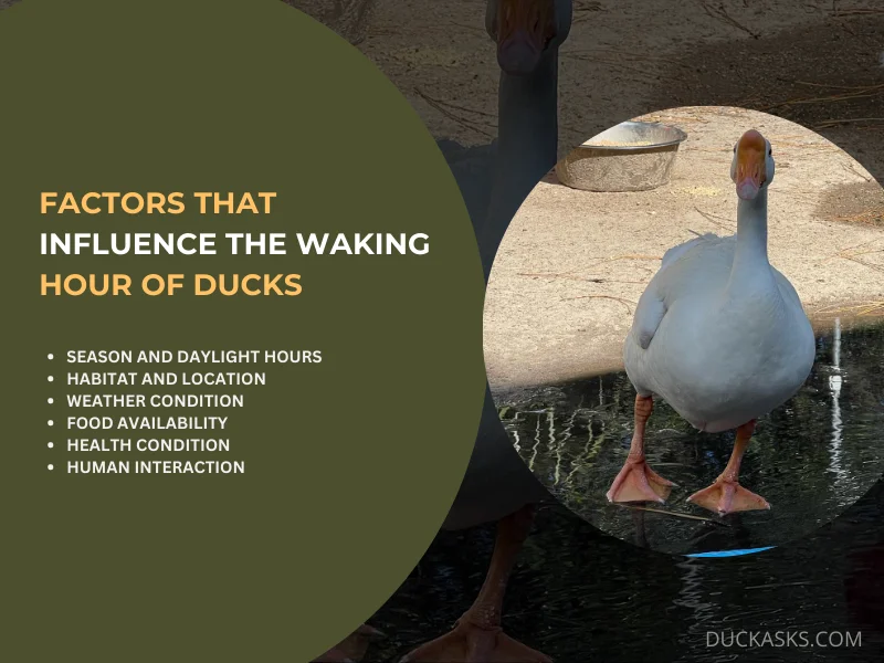 Factors that Influence the Waking Hour of Ducks