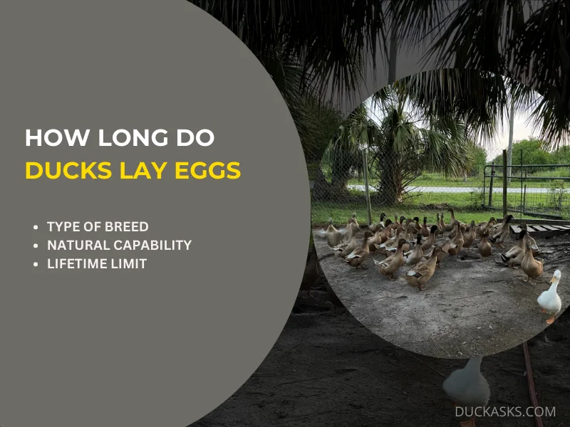 How Long Do Ducks Lay Eggs